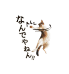 ねこのふぅちゃんスタンプ！（個別スタンプ：3）