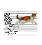 ねこのふぅちゃんスタンプ！（個別スタンプ：4）