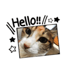 ねこのふぅちゃんスタンプ！（個別スタンプ：5）