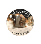 ねこのふぅちゃんスタンプ！（個別スタンプ：7）