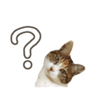 ねこのふぅちゃんスタンプ！（個別スタンプ：8）