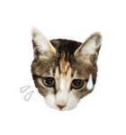 ねこのふぅちゃんスタンプ！（個別スタンプ：9）