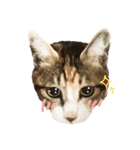 ねこのふぅちゃんスタンプ！（個別スタンプ：10）