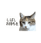 ねこのふぅちゃんスタンプ！（個別スタンプ：11）