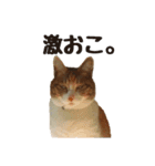 ねこのふぅちゃんスタンプ！（個別スタンプ：12）