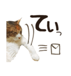 ねこのふぅちゃんスタンプ！（個別スタンプ：16）