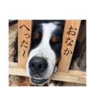バーニーズ日和（個別スタンプ：10）