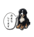 バーニーズ日和（個別スタンプ：11）
