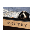 バーニーズ日和（個別スタンプ：12）