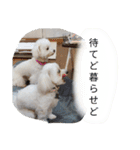 素敵なマルチーズちゃん（個別スタンプ：1）