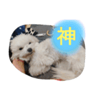 素敵なマルチーズちゃん（個別スタンプ：3）