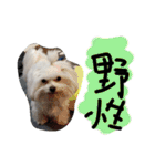 素敵なマルチーズちゃん（個別スタンプ：4）
