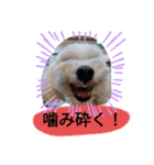 素敵なマルチーズちゃん（個別スタンプ：9）