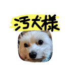 素敵なマルチーズちゃん（個別スタンプ：11）