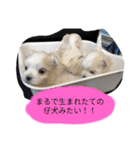 素敵なマルチーズちゃん（個別スタンプ：13）