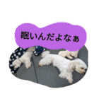 素敵なマルチーズちゃん（個別スタンプ：15）