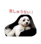 素敵なマルチーズちゃん（個別スタンプ：21）