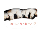 素敵なマルチーズちゃん（個別スタンプ：24）