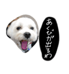 素敵なマルチーズちゃん（個別スタンプ：35）