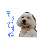 素敵なマルチーズちゃん（個別スタンプ：36）