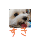 素敵なマルチーズちゃん（個別スタンプ：38）