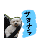 素敵なマルチーズちゃん（個別スタンプ：39）