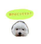 素敵なマルチーズちゃん（個別スタンプ：40）
