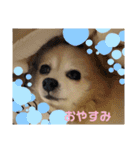 のんちゃん915②（個別スタンプ：13）