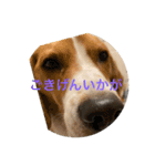 五家っぺ麻呂っぺ日常生活スタンプ（個別スタンプ：2）