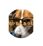 五家っぺ麻呂っぺ日常生活スタンプ（個別スタンプ：3）