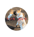 五家っぺ麻呂っぺ日常生活スタンプ（個別スタンプ：7）