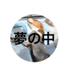 五家っぺ麻呂っぺ日常生活スタンプ（個別スタンプ：12）