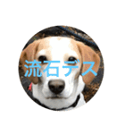 五家っぺ麻呂っぺ日常生活スタンプ（個別スタンプ：13）