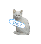 M家Family（個別スタンプ：4）