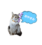 M家Family（個別スタンプ：9）