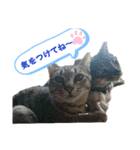 M家Family（個別スタンプ：11）