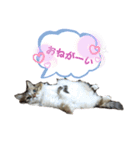 M家Family（個別スタンプ：15）
