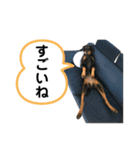 そらみスタンプ 40個セット 1（個別スタンプ：10）