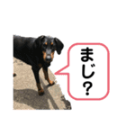 そらみスタンプ 40個セット 1（個別スタンプ：17）