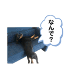 そらみスタンプ 40個セット 1（個別スタンプ：24）