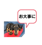 そらみスタンプ 40個セット 1（個別スタンプ：31）