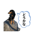 そらみスタンプ 40個セット 1（個別スタンプ：32）