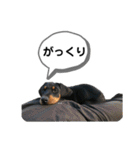 そらみスタンプ 40個セット 1（個別スタンプ：33）