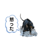 そらみスタンプ 40個セット 1（個別スタンプ：38）