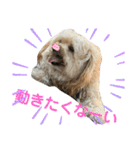 きんた、すたんぷ（個別スタンプ：14）