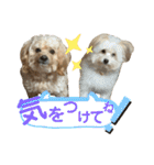 きんた、すたんぷ（個別スタンプ：15）