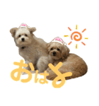 きんた、すたんぷ（個別スタンプ：17）