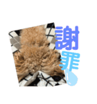 きんた、すたんぷ（個別スタンプ：24）