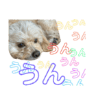きんた、すたんぷ（個別スタンプ：36）