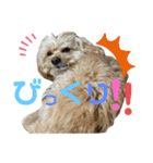 きんた、すたんぷ（個別スタンプ：37）